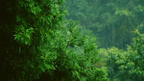 RainForest Stock Footage 269698816