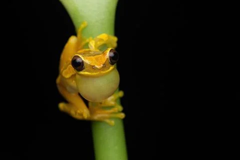 Rainforest Frogs Stock Photos