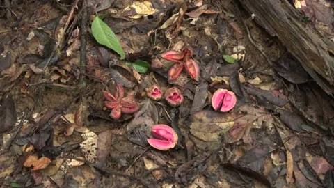 Rainforest fruit, Malaysia Stock Footage 140834478