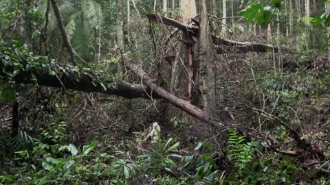 Rainforest gap, Malaysia Stock Footage 140835062