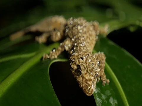 Rainforest Gecko lizard reptile Stock Footage 74155352