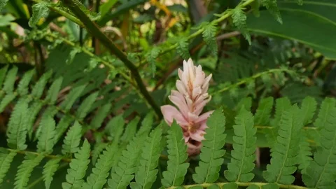 Rainforest green background, fern trees in garden. Stock Footage 119054378