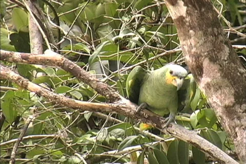 Rainforest Green parrot Stock Footage 466564