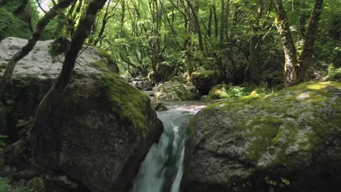 Rainforest green river Stock Footage 239246019