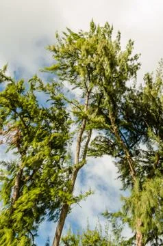 Rainforest green trees Stock Photos