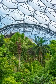 Rainforest at Greenhouse complex at Eden project in Cornwall, England Stock Photos