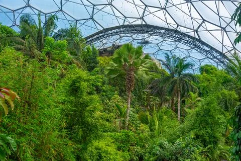 Rainforest at Greenhouse complex at Eden project in Cornwall, England Stock Photos