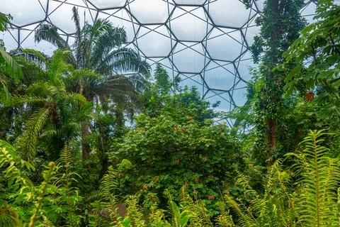 Rainforest at Greenhouse complex at Eden project in Cornwall, England Stock Photos