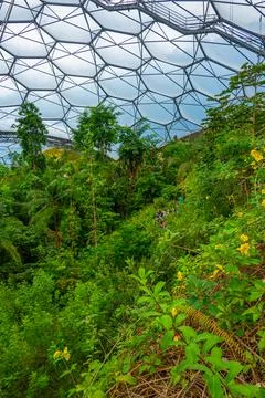 Rainforest at Greenhouse complex at Eden project in Cornwall, England Stock Photos
