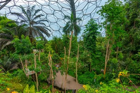 Rainforest at Greenhouse complex at Eden project in Cornwall, England Stock Photos