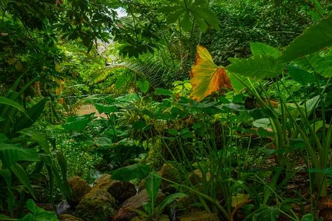 Rainforest at Greenhouse complex at Eden project in Cornwall, England Stock Photos