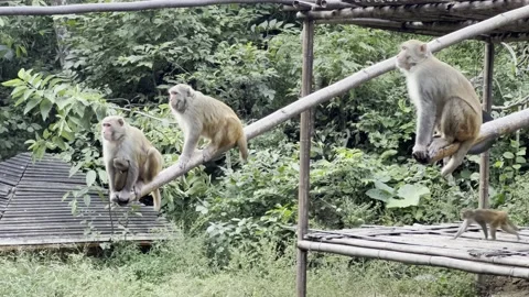 In the rainforest, a group of monkeys on bamboo poles jump to catch and eat food Stock Footage 232035315