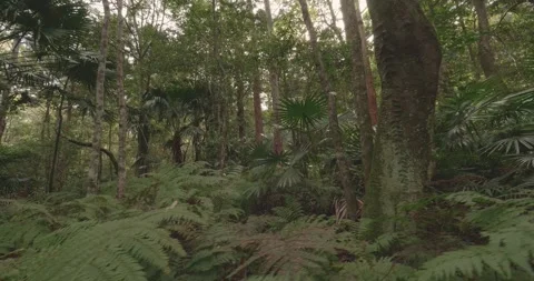 Rainforest Handheld Shot Temperate Green Nature Wild Tranquil Stock Footage 313574266