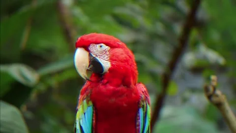 RAINFOREST hd colorful Stockbeeldmateriaal 312983839