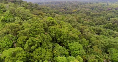 Rainforest Hill revealing river Stock-Footage 249338703