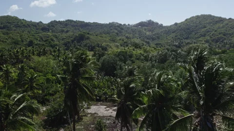 Rainforest with hills in the Philippines Stock Footage 280497323