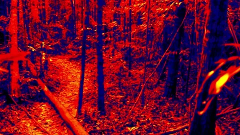 Rainforest infrared Vídeos de archivo 165735863