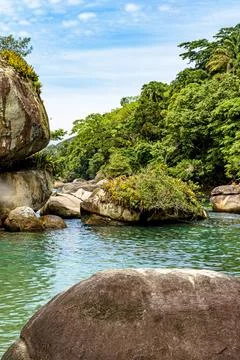 Rainforest invading the sea through the rocks in Trindade Paraty in Rio de Stock Photos
