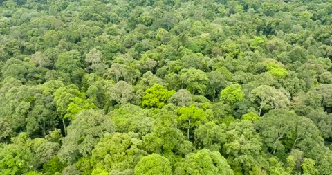 Rainforest on the island of Borneo. Malaysia Stock Footage 235573706