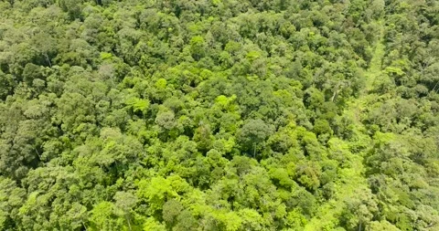 Rainforest on the island of Borneo. Malaysia Stock Footage 236810102