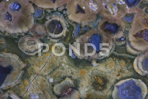 Rainforest jasper with agate eyes Stock Photos