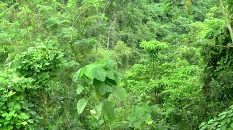 Rainforest Jungle Ambience with Audio Stock Footage 11018965