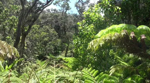Rainforest, jungle Video stock 453860