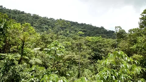 Rainforest jungle HD 3 Stock Footage 150516371
