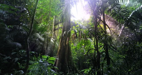 Rainforest jungle sun light. Rain in forest tropical nature background Stock Footage 251915756