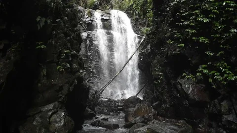 Rainforest jungle waterfall Stock Footage 77491804