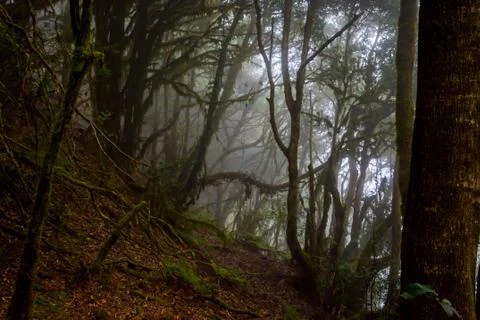 Rainforest, La Gomera Stock Photos