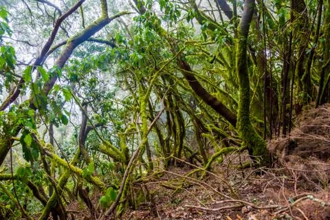 Rainforest, La Gomera Stock Photos