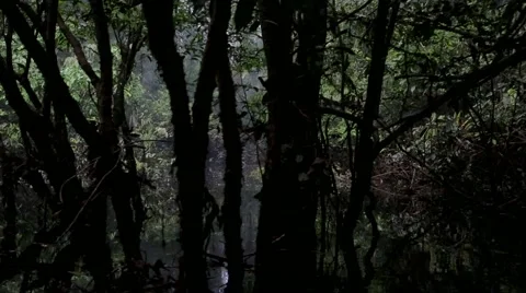 Rainforest lagoon Stock Footage 41857139