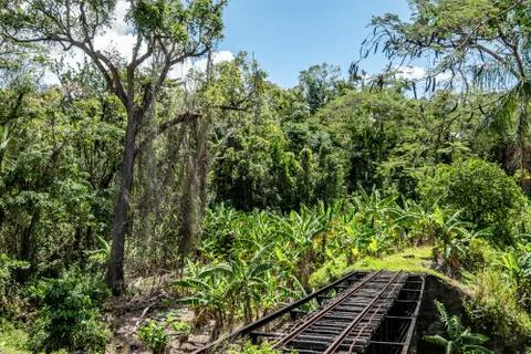 Rainforest landscape Stock Photos