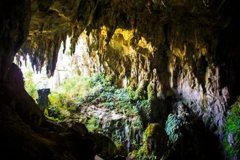 Rainforest lanscape in the summer Stock Photos