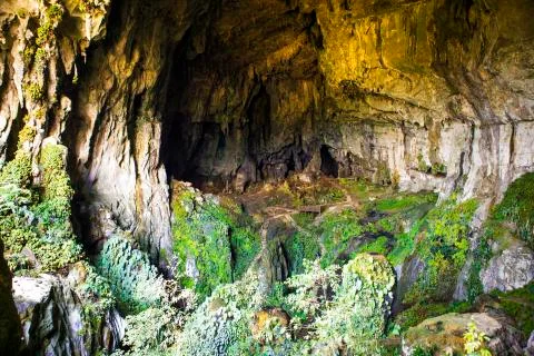Rainforest lanscape in the summer Stock Photos