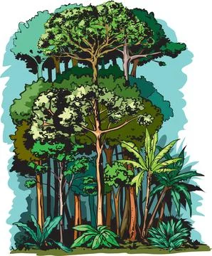 Rainforest layers Stock Illustration