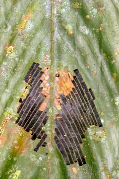 Rainforest leaf with a pattern of holes produced by a defoliating insect Stock Photos