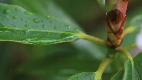 Rainforest leaves Stock Footage 77047580