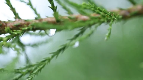 Rainforest leaves Stock Footage 77047581