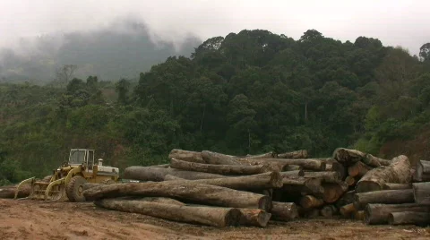 RAINFOREST LOGGING INDUSTRY Deforestation Jungle Forest Tropical Logs VIETNAM Stock-Footage 859976