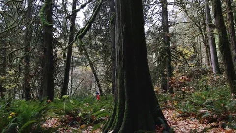 In the rainforest looking up Stock Footage 82151419