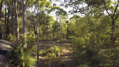 A Rainforest with a lot of Eucalyptus Trees on the Central Coast in Stock Footage 114805461