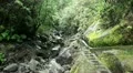 Rainforest in Madeira 20120225 133713 HD Footage