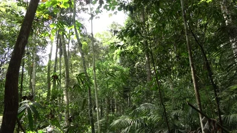 Rainforest, Malaysia Stock Footage 159635852