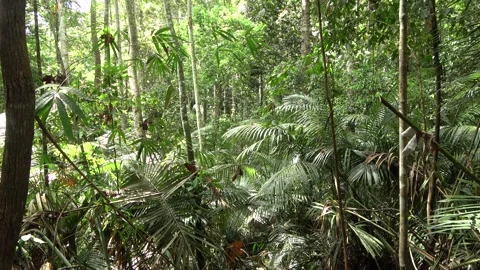 Rainforest, Malaysia Stock Footage 159635988