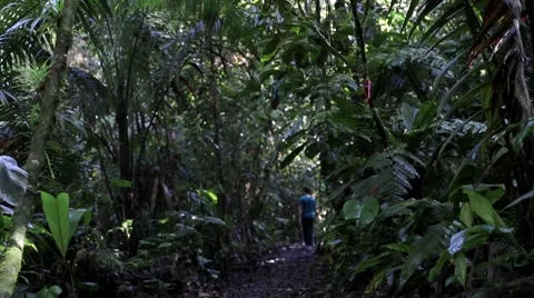 Rainforest with man exploring in the distance Stock Footage 41870099