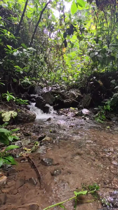 Rainforest Mini waterfall Stockbeeldmateriaal 240150887