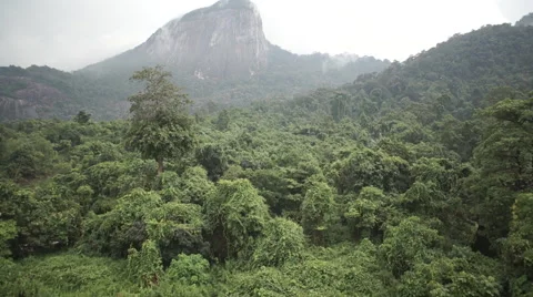 Rainforest - mist - mountain - malaysia 動画素材 42000398