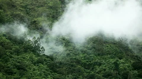 Rainforest mist on trees Stock Footage 10914912